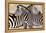 Zebra Gathering-Darren Davison-Framed Stretched Canvas