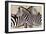 Zebra Gathering-Darren Davison-Framed Art Print