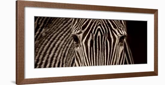 Zebra Grevy-Marina Cano-Framed Art Print