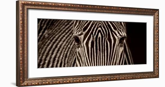 Zebra Grevy-Marina Cano-Framed Art Print