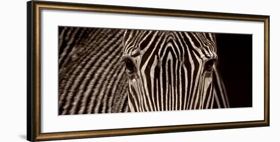 Zebra Grevy-Marina Cano-Framed Art Print