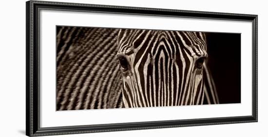 Zebra Grevy-Marina Cano-Framed Art Print