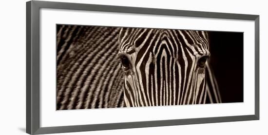 Zebra Grevy-Marina Cano-Framed Art Print