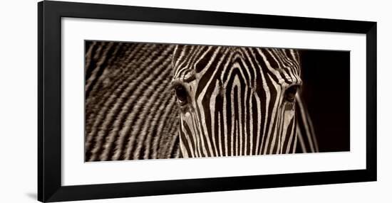 Zebra Grevy-Marina Cano-Framed Art Print