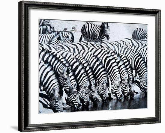 Zebra Herd Drinking at a Water Hole Etosha Game Reserve in Namibia Africa-null-Framed Photographic Print