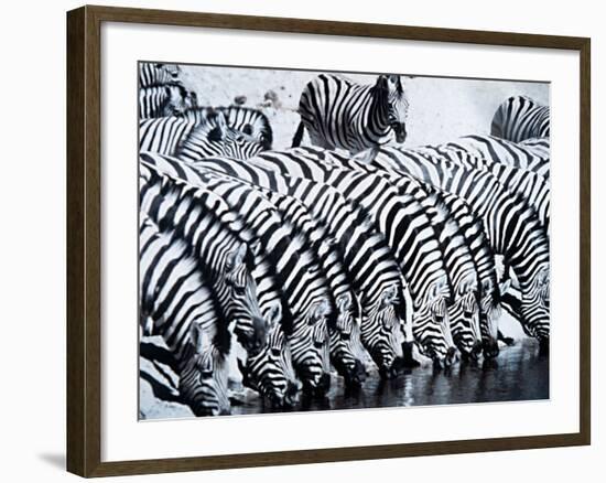 Zebra Herd Drinking at a Water Hole Etosha Game Reserve in Namibia Africa-null-Framed Photographic Print