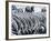 Zebra Herd Drinking at a Water Hole Etosha Game Reserve in Namibia Africa-null-Framed Photographic Print