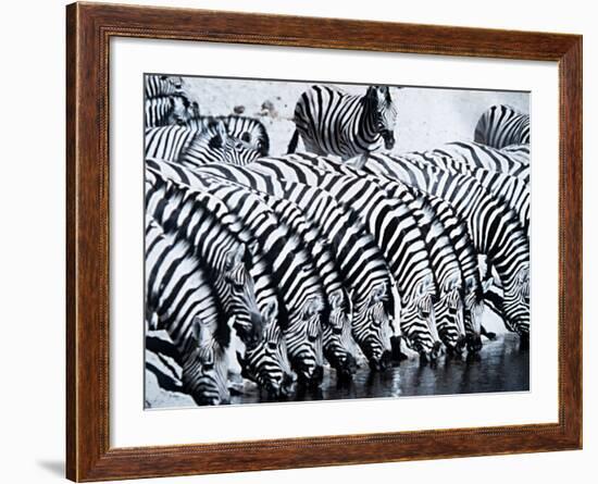 Zebra Herd Drinking at a Water Hole Etosha Game Reserve in Namibia Africa-null-Framed Photographic Print