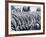 Zebra Herd Drinking at a Water Hole Etosha Game Reserve in Namibia Africa-null-Framed Photographic Print