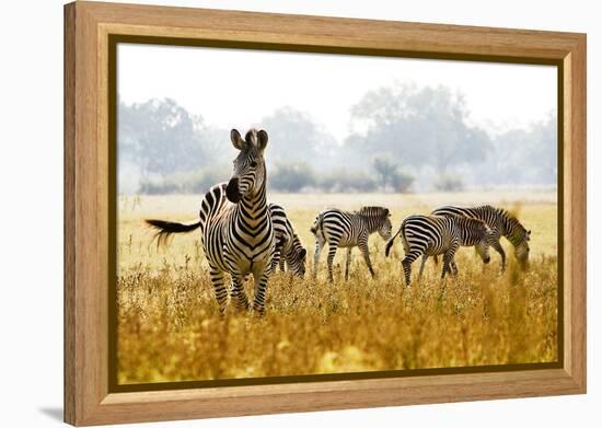 Zebra Herd In The Wild-Donvanstaden-Framed Premier Image Canvas