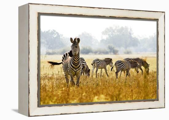 Zebra Herd In The Wild-Donvanstaden-Framed Premier Image Canvas