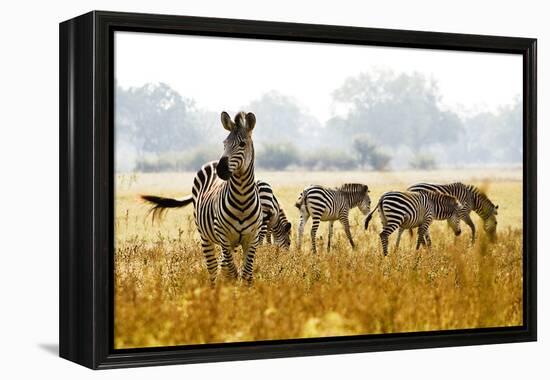 Zebra Herd In The Wild-Donvanstaden-Framed Premier Image Canvas