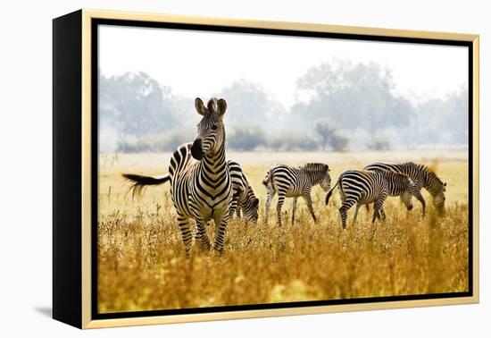 Zebra Herd In The Wild-Donvanstaden-Framed Premier Image Canvas