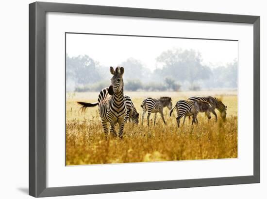 Zebra Herd In The Wild-Donvanstaden-Framed Photographic Print
