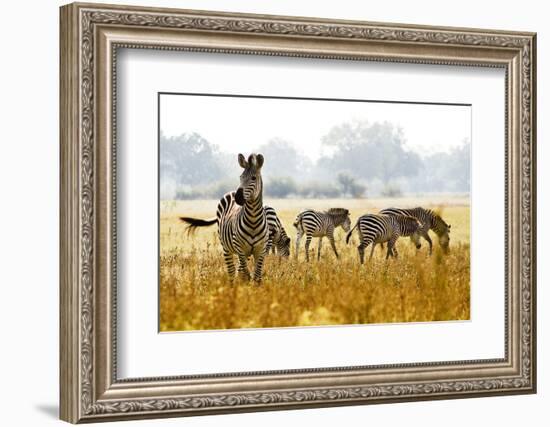 Zebra Herd In The Wild-Donvanstaden-Framed Photographic Print