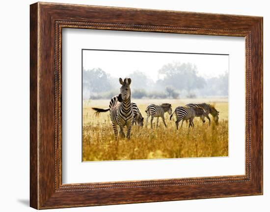 Zebra Herd In The Wild-Donvanstaden-Framed Photographic Print