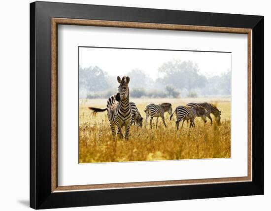 Zebra Herd In The Wild-Donvanstaden-Framed Photographic Print