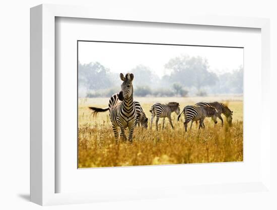 Zebra Herd In The Wild-Donvanstaden-Framed Photographic Print