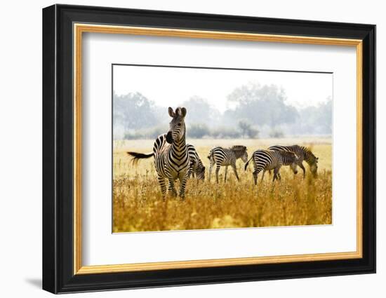 Zebra Herd In The Wild-Donvanstaden-Framed Photographic Print