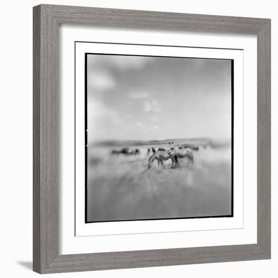 Zebra Herd, Masai Mara Game Reserve, Kenya-Paul Souders-Framed Photographic Print