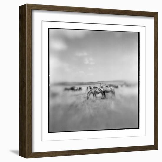 Zebra Herd, Masai Mara Game Reserve, Kenya-Paul Souders-Framed Photographic Print