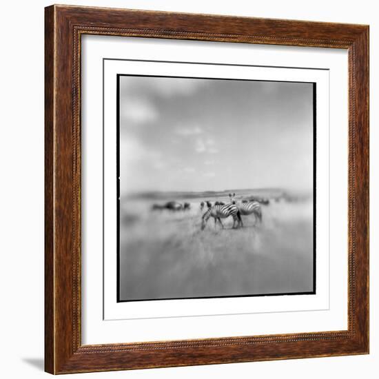 Zebra Herd, Masai Mara Game Reserve, Kenya-Paul Souders-Framed Photographic Print