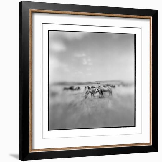 Zebra Herd, Masai Mara Game Reserve, Kenya-Paul Souders-Framed Photographic Print