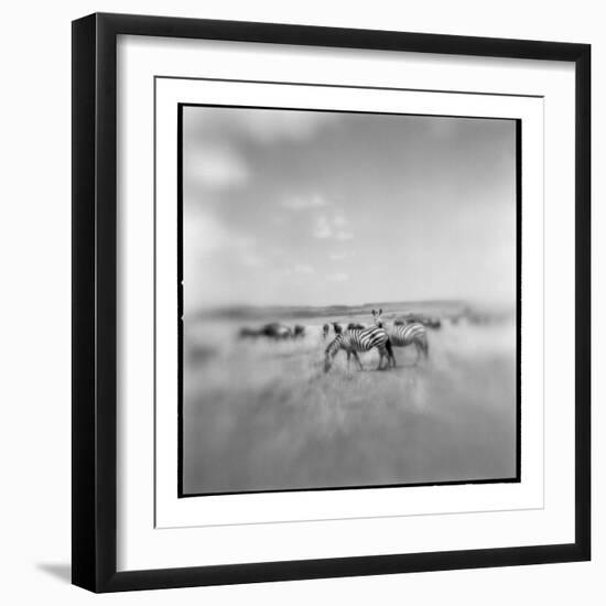 Zebra Herd, Masai Mara Game Reserve, Kenya-Paul Souders-Framed Photographic Print