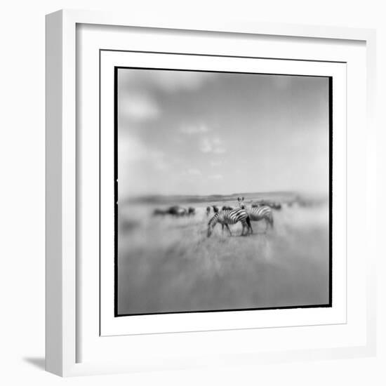 Zebra Herd, Masai Mara Game Reserve, Kenya-Paul Souders-Framed Photographic Print