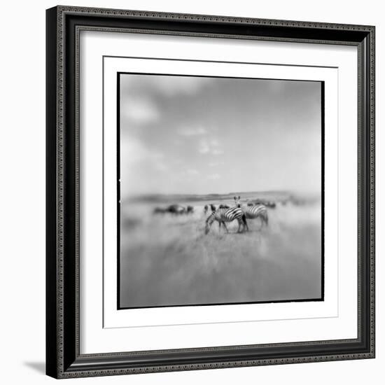 Zebra Herd, Masai Mara Game Reserve, Kenya-Paul Souders-Framed Photographic Print