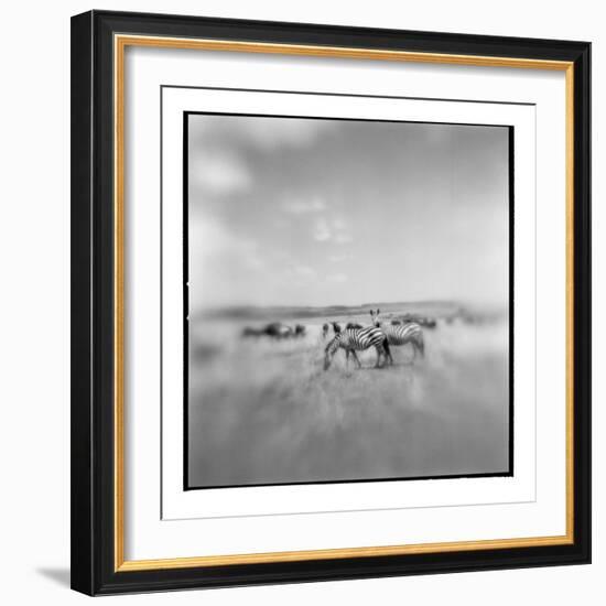 Zebra Herd, Masai Mara Game Reserve, Kenya-Paul Souders-Framed Photographic Print