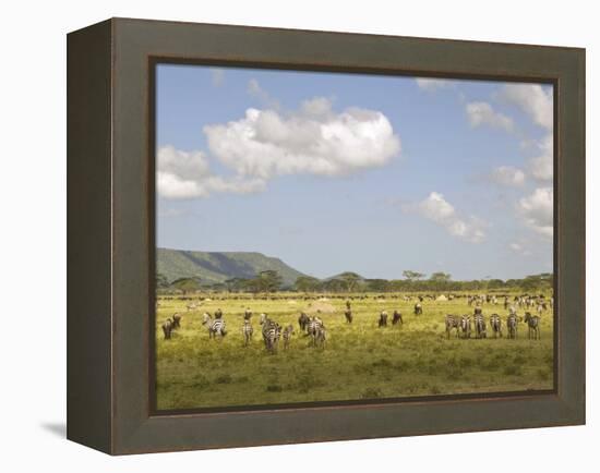 Zebra Herd, Serengeti National Park, Tanzania-Joe & Mary Ann McDonald-Framed Premier Image Canvas