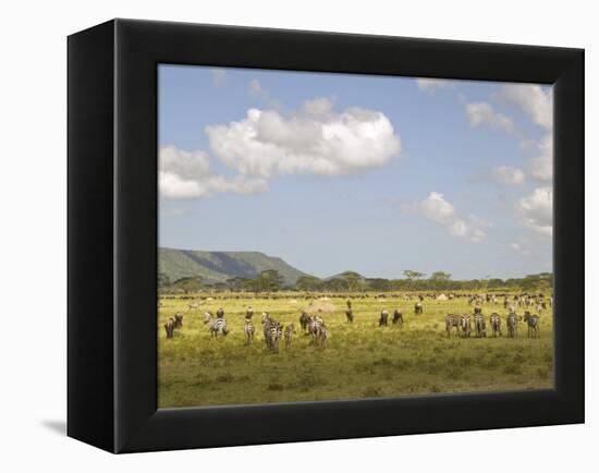 Zebra Herd, Serengeti National Park, Tanzania-Joe & Mary Ann McDonald-Framed Premier Image Canvas