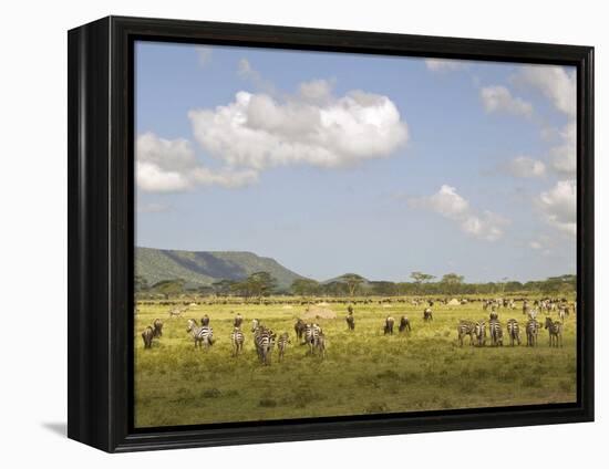 Zebra Herd, Serengeti National Park, Tanzania-Joe & Mary Ann McDonald-Framed Premier Image Canvas