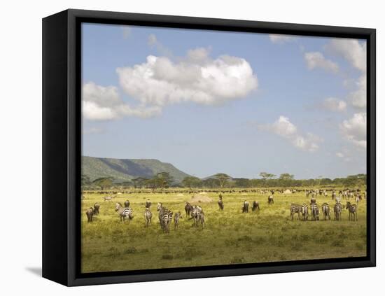 Zebra Herd, Serengeti National Park, Tanzania-Joe & Mary Ann McDonald-Framed Premier Image Canvas