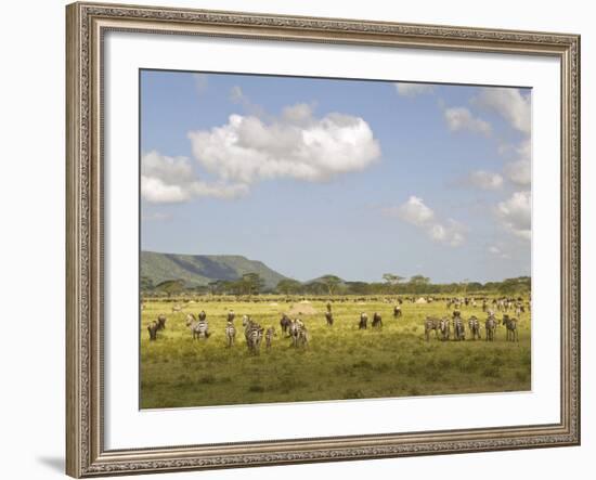 Zebra Herd, Serengeti National Park, Tanzania-Joe & Mary Ann McDonald-Framed Photographic Print