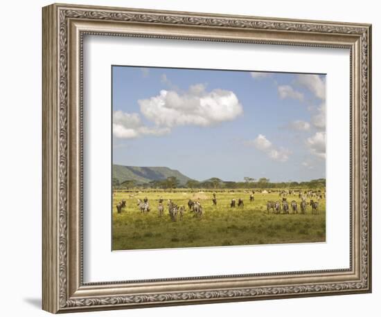 Zebra Herd, Serengeti National Park, Tanzania-Joe & Mary Ann McDonald-Framed Photographic Print