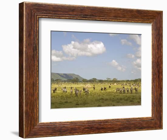 Zebra Herd, Serengeti National Park, Tanzania-Joe & Mary Ann McDonald-Framed Photographic Print