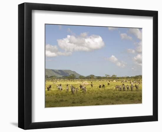 Zebra Herd, Serengeti National Park, Tanzania-Joe & Mary Ann McDonald-Framed Photographic Print
