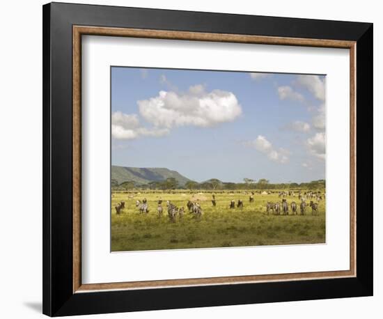 Zebra Herd, Serengeti National Park, Tanzania-Joe & Mary Ann McDonald-Framed Photographic Print