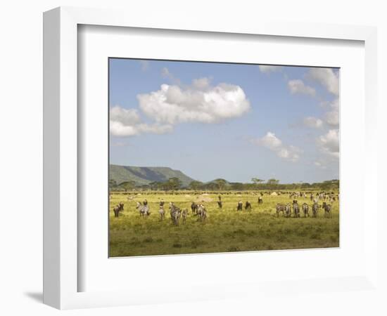 Zebra Herd, Serengeti National Park, Tanzania-Joe & Mary Ann McDonald-Framed Photographic Print