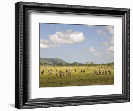 Zebra Herd, Serengeti National Park, Tanzania-Joe & Mary Ann McDonald-Framed Photographic Print