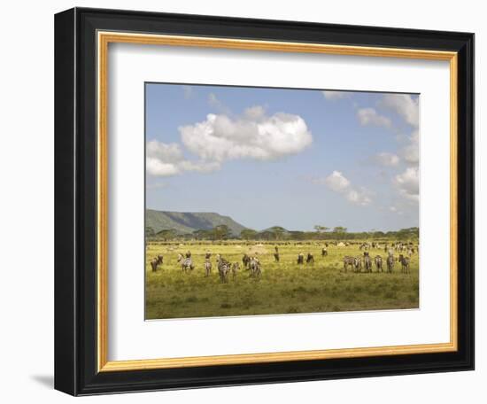 Zebra Herd, Serengeti National Park, Tanzania-Joe & Mary Ann McDonald-Framed Photographic Print