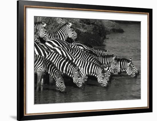 Zebra Herd-Jean-Michel Labat-Framed Art Print