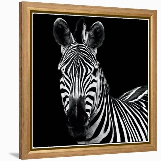 Zebra II Square-Debra Van Swearingen-Framed Stretched Canvas