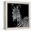 Zebra II Square-Debra Van Swearingen-Framed Stretched Canvas