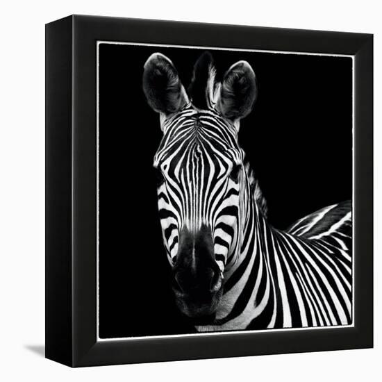 Zebra II Square-Debra Van Swearingen-Framed Stretched Canvas