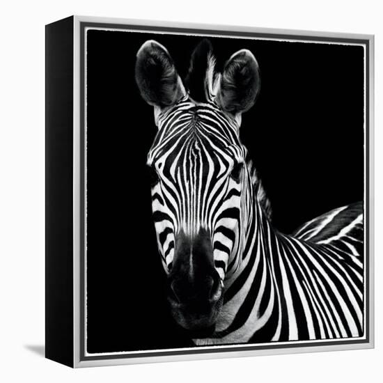 Zebra II Square-Debra Van Swearingen-Framed Stretched Canvas