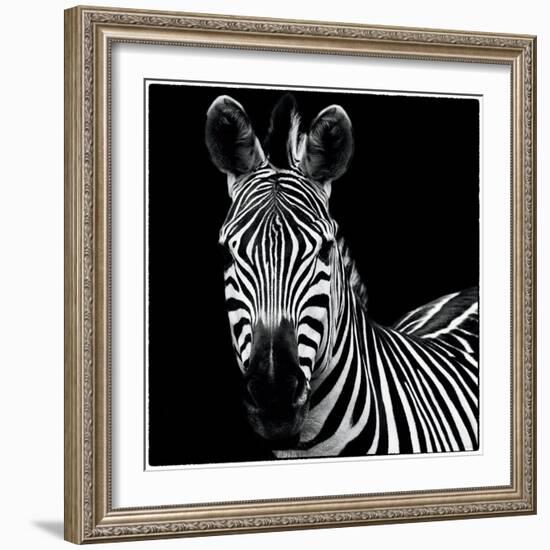 Zebra II Square-Debra Van Swearingen-Framed Art Print