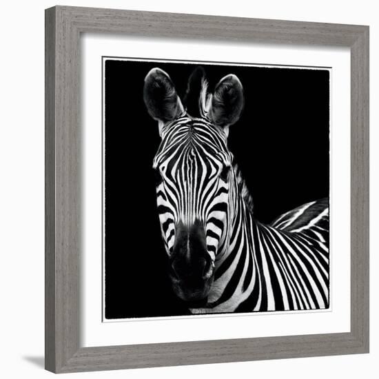 Zebra II Square-Debra Van Swearingen-Framed Art Print